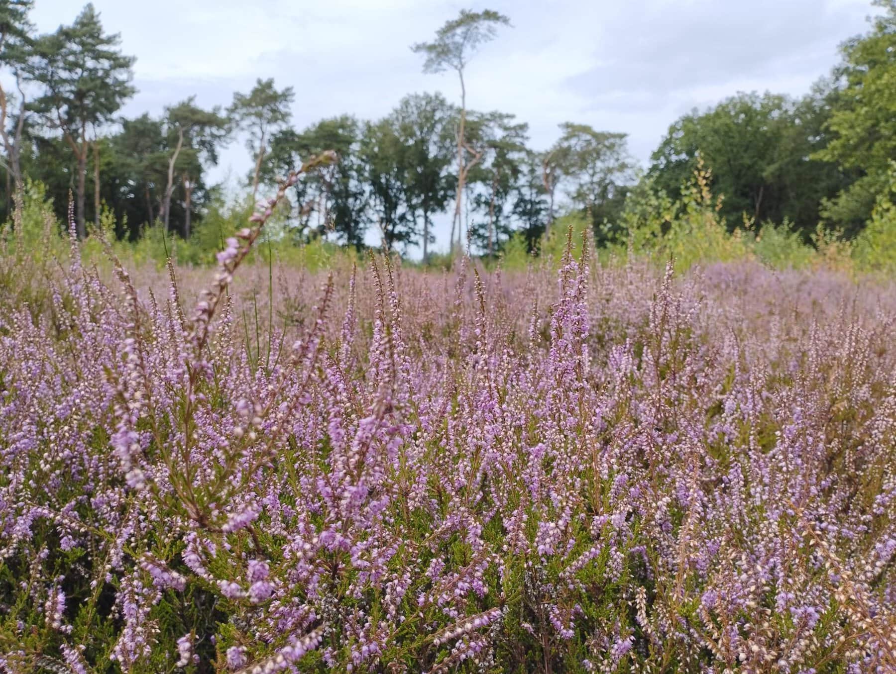 Heideveld In Het Heidebos Sabine De Pauw