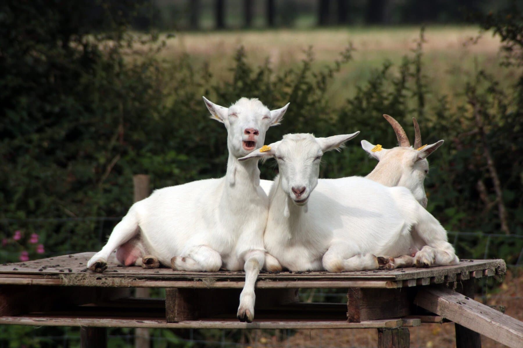Merlijn72 Crazy Goats 2440802