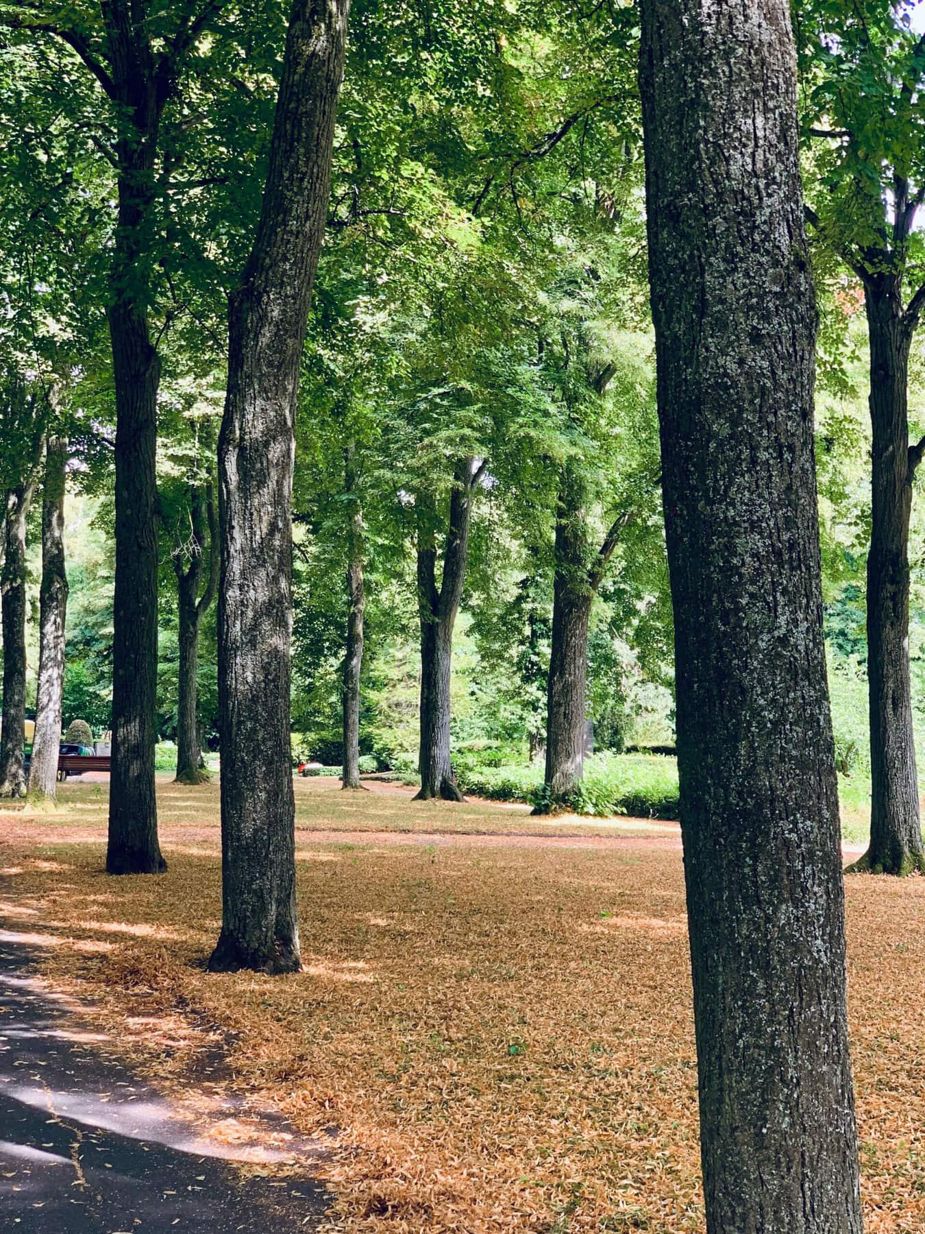 boom bos wandeling arboretum