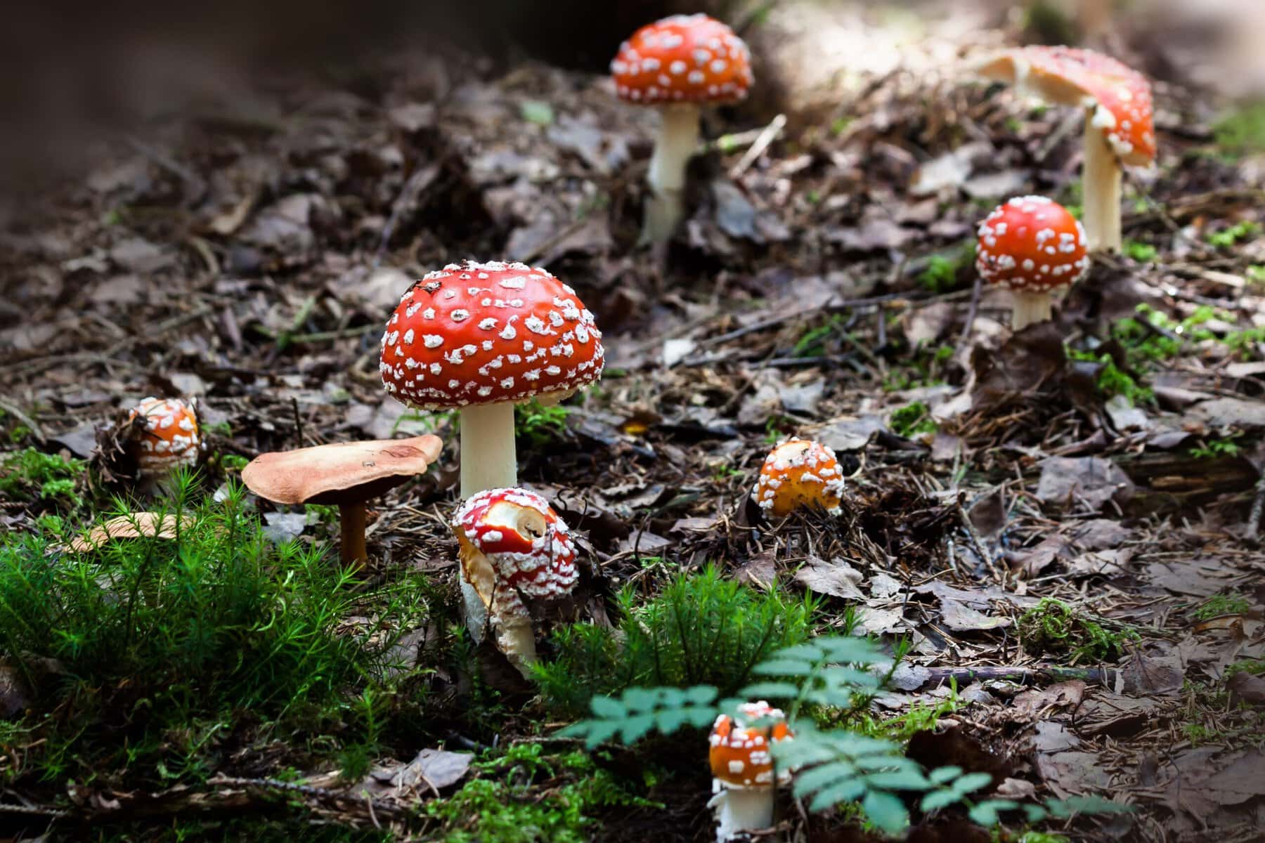 Stux Fly Agaric 437262