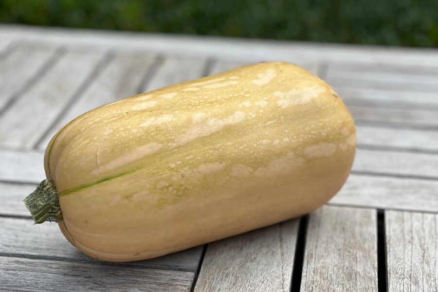 20260922 Pompoen Butternut
