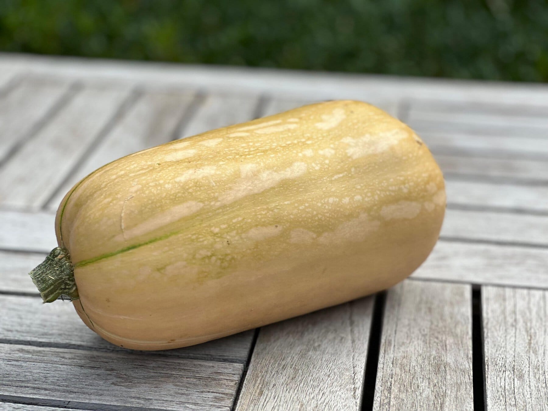 20260922 Pompoen Butternut