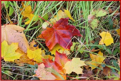 nieuwsbrief oktober 2026Herfst