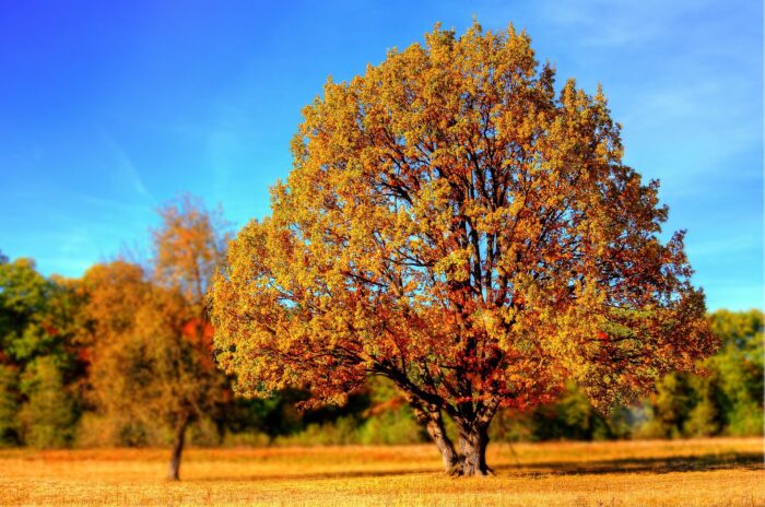 Giani Tree 99852 1920