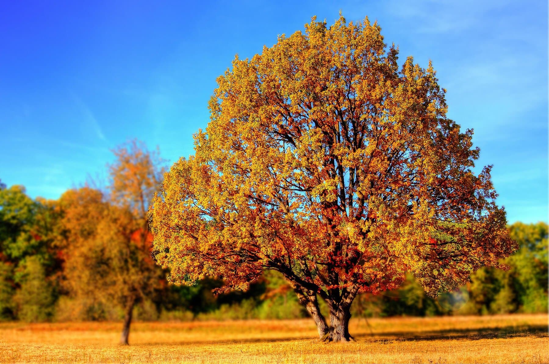 Giani Tree 99852 1920