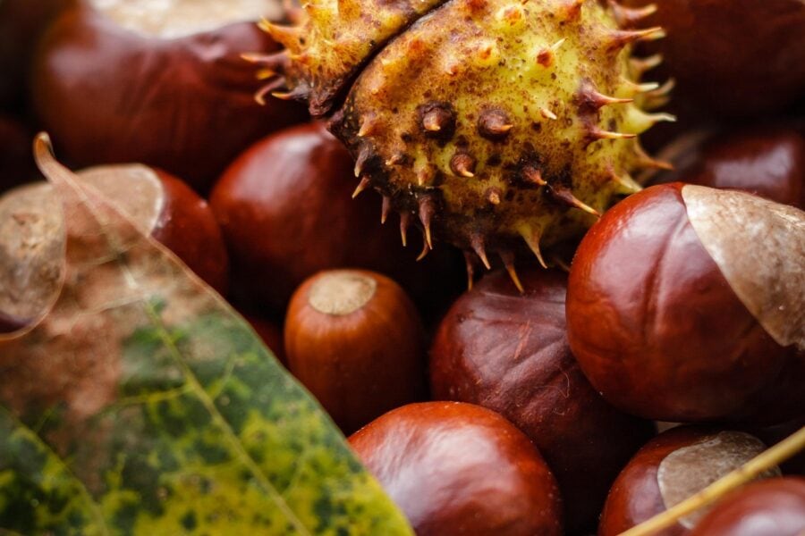 Schuetz Mediendesign Castanea 1812362 1920