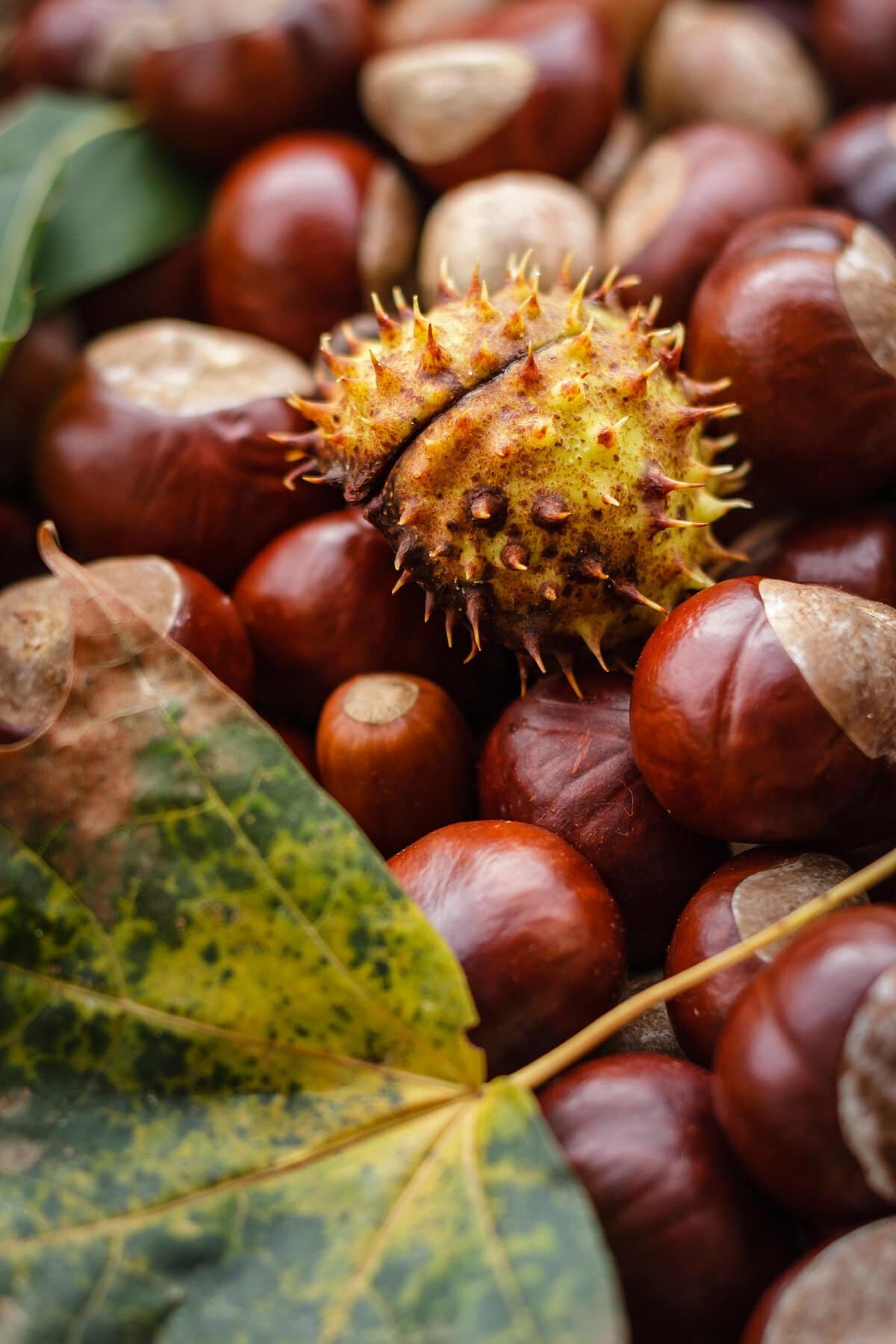 Schuetz Mediendesign Castanea 1812362 1920