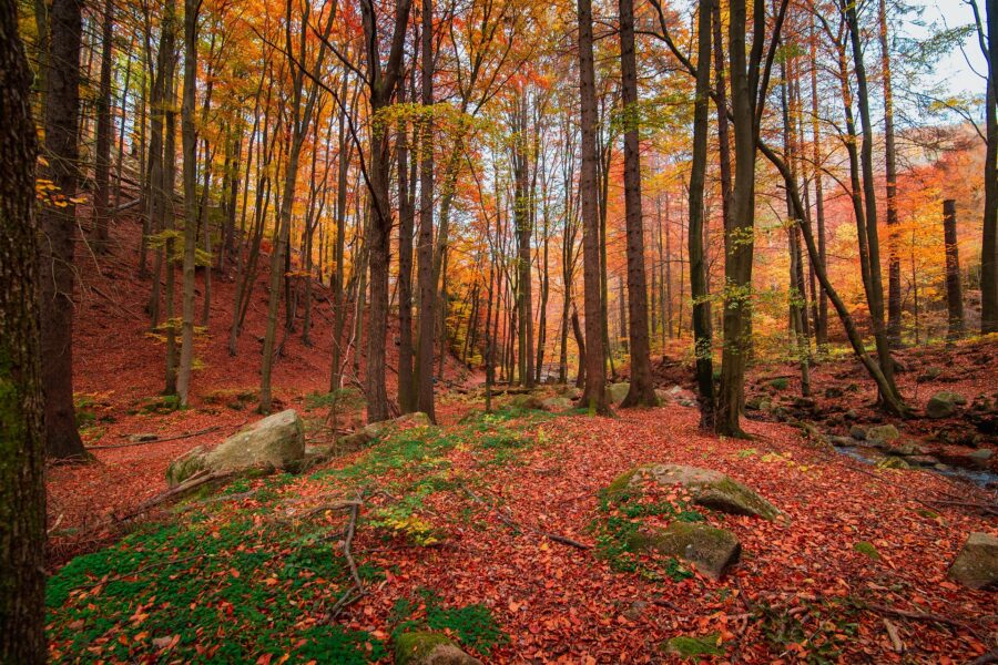 Herfst